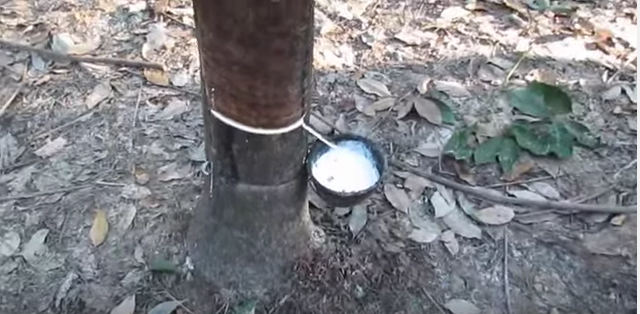 latex liquid being harvested from rubber tree